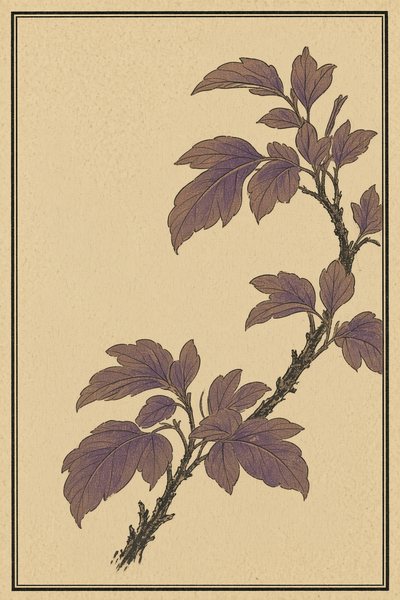 Paulownia — Paulownia chaff